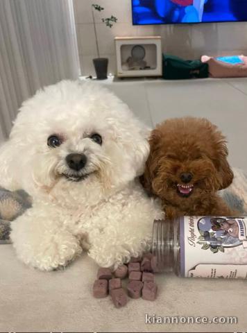 Chiot bichon maltais à adopter 