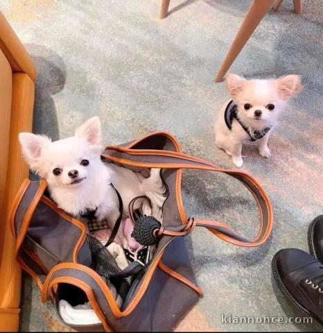 Chiots disponibles très affectif