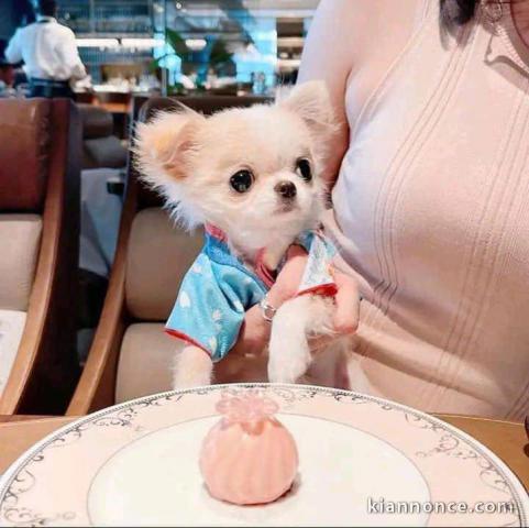 Chiots disponibles en adoption 