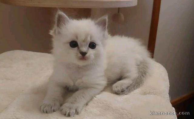 chaton ragdoll mâle à donner 