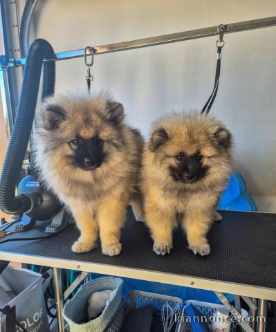 Chiot spitz allemand race pure à donner 