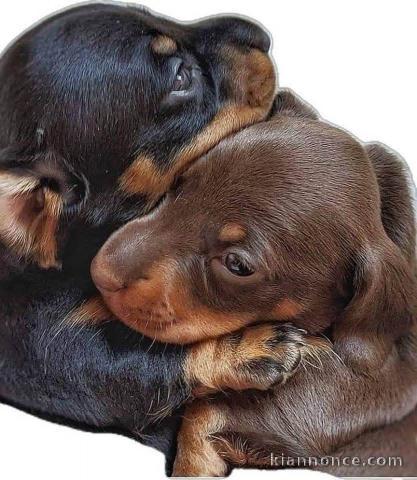 chiot teckel disponible pour adoption 