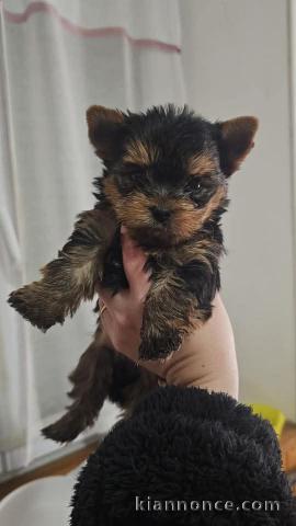 chiot Yorkshire à donner femelle 