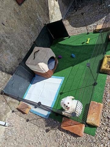 Chiot bichon frisé à donner 