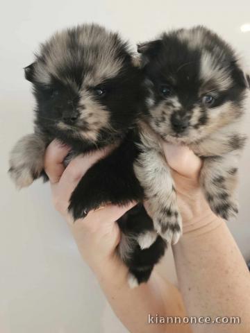 Chiot spitz allemand race pure 