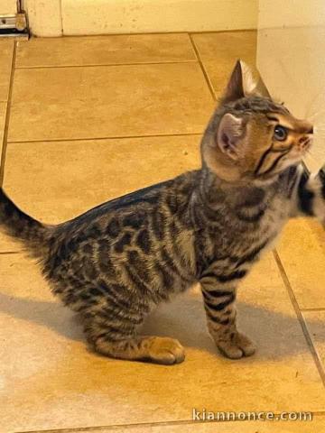 chatons Bengal à donner disponible 