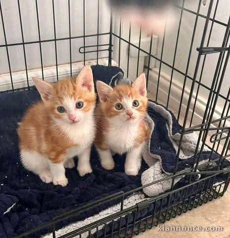 Chatons maine coon adorable 