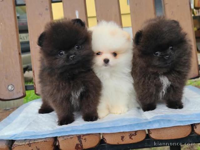 chiot spitz allemand race pure à donner 