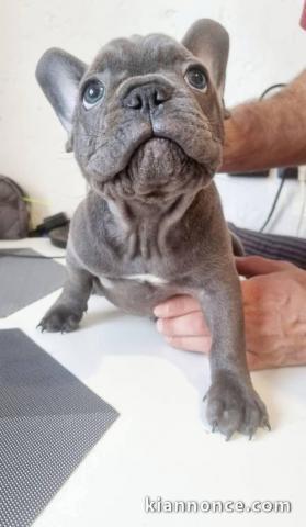 chiot bouledogue français à donner 