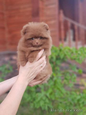 Adoption chiot spitz nain Poméranie 