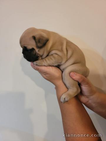 chiot bouledogue français à donner 