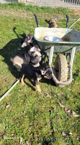 chiot bouledogue français à donner 