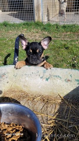 Adorable chiot bouledogue français mâle 