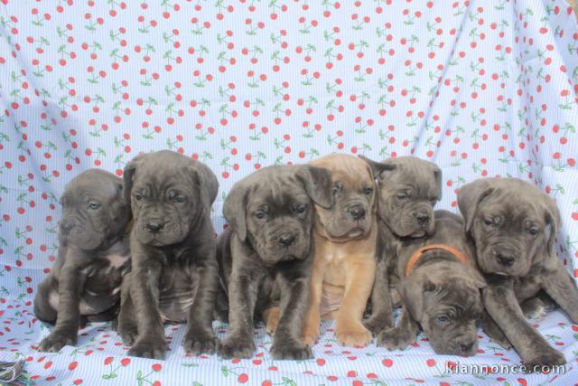 chiot Cane Corso lof disponible 