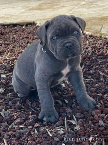chiot Cane Corso a donner 