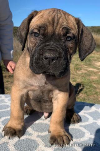 chiot Cane Corso a donner 