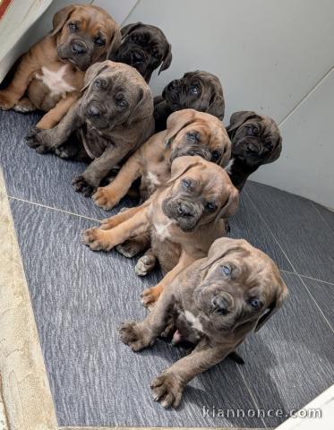 chiot cane corso à donner 