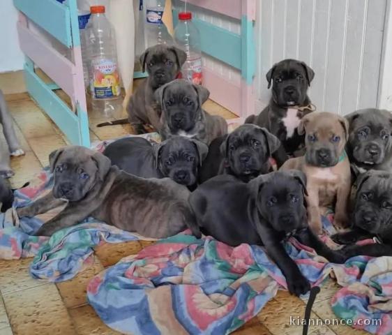 Bébé chiot Cane Corso lof 