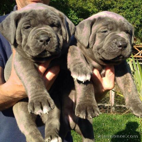 Dons chiot Cane Corso lof 