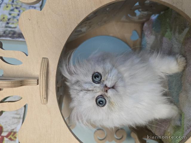 adorable chaton persan à donner 