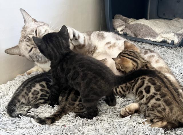 Adoption chatons Bengal disponible 