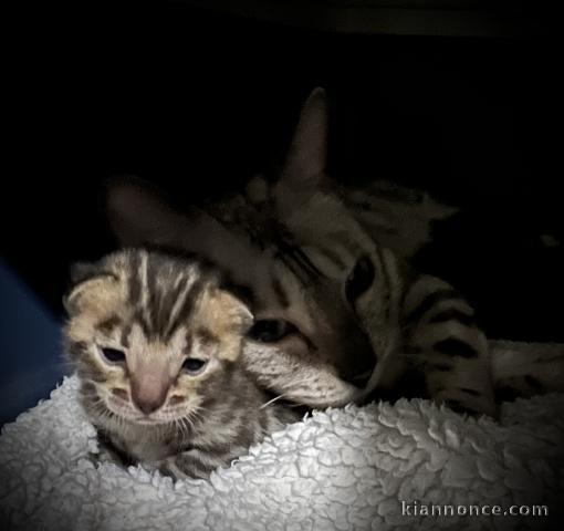Adorable chaton Bengal disponible 