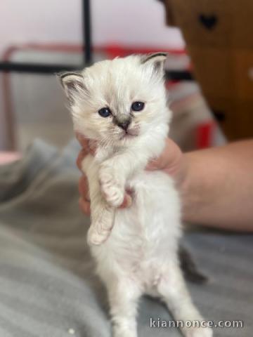 Adorable chaton ragdoll femelle à donner 