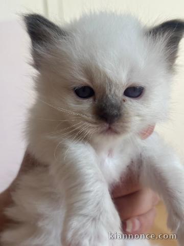 chaton sacré brimanie à donner 