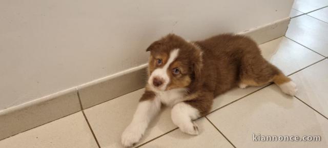 Dons chiot berger australien lof 