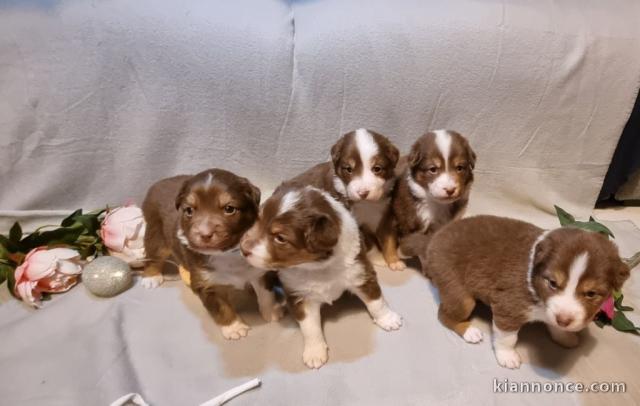  chiot berger australien adorable 