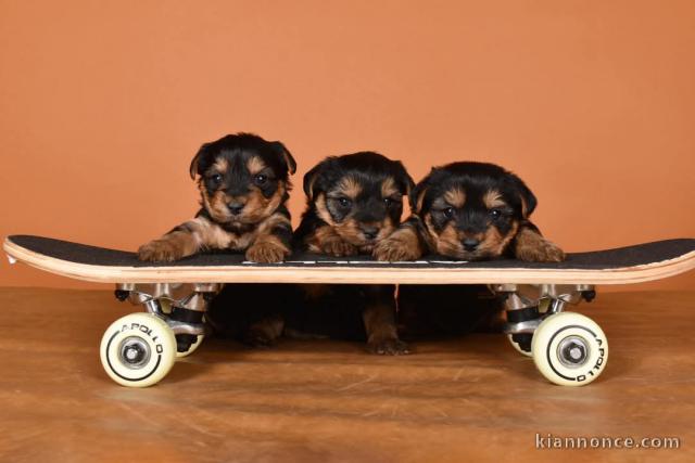 chiot Yorkshire à donner 