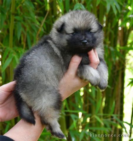 chiot spitz nain disponible 