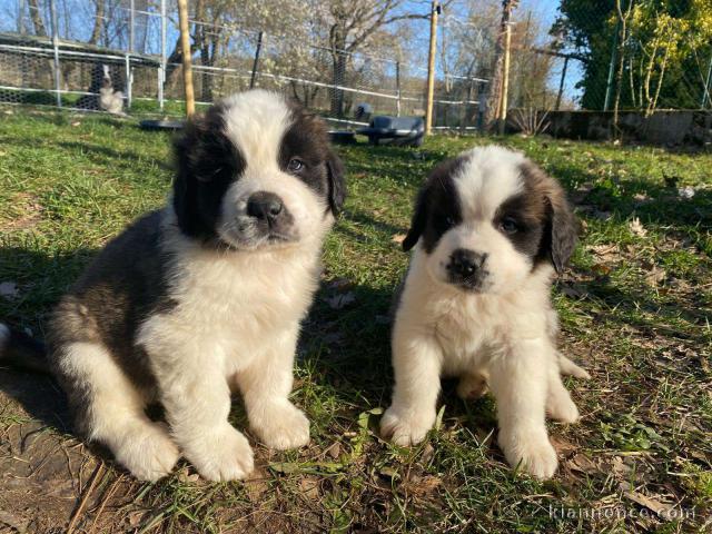 chiot saint Bernard à donner 
