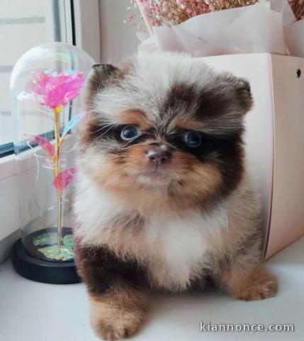 Adorable chiot spitz allemand race pure 