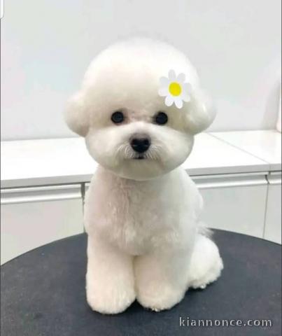 Je donne chiot bichon maltais mâle 