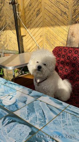 adorable chiot bichon maltais à donner 