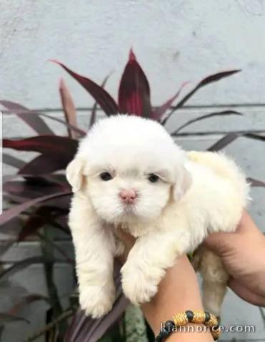 Dons chiot bichon maltais 