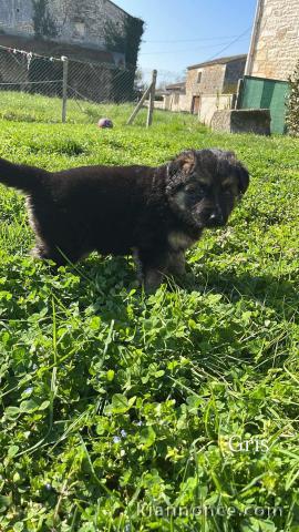chiot berger allemand disponible pour adoption 