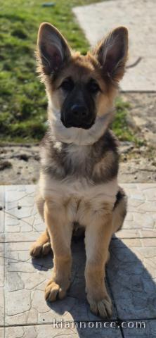 Chiot berger allemand femelle 