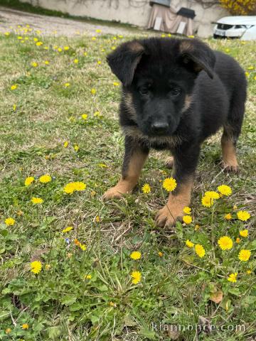 chiot berger allemand femelle 