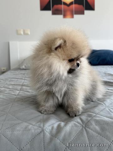 Adoption chiot spitz nain 