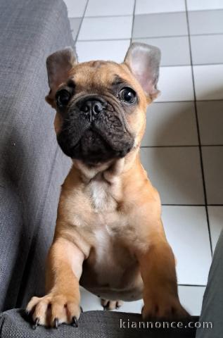 chiot bouledogue français à donner urgent 