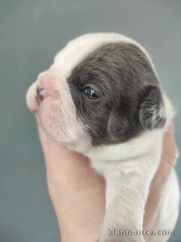 chiot bouledogue français à adopter 