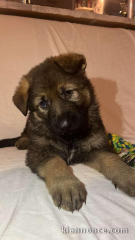 chiot berger allemand à donner 
