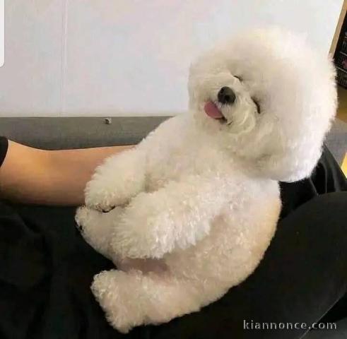 chiot bichon maltais à donner 