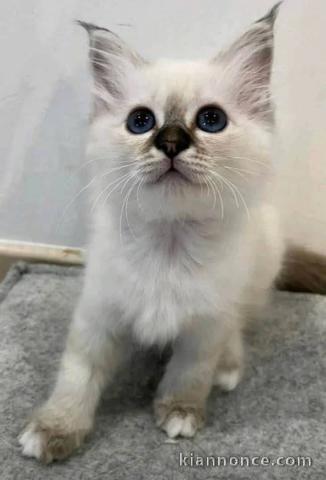 Chaton sacré brimanie à donner 