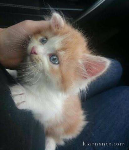 Je donne chaton roux maine coon 