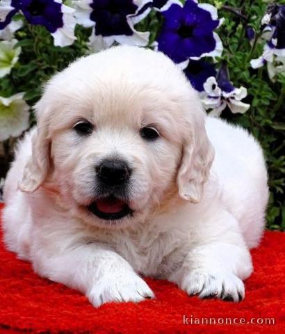 chiot golden retriever à donner 