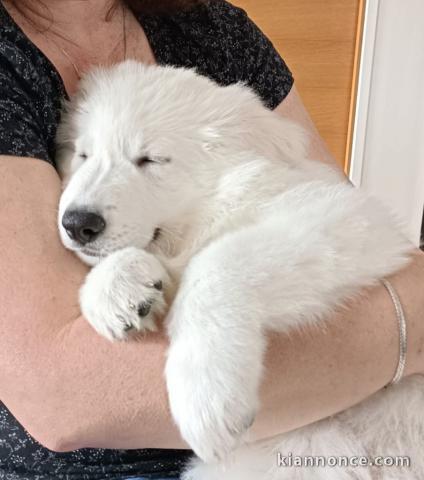 chiot berger blanc suisse lof 