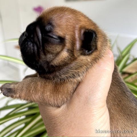 Chiot bouledogue français à donner 